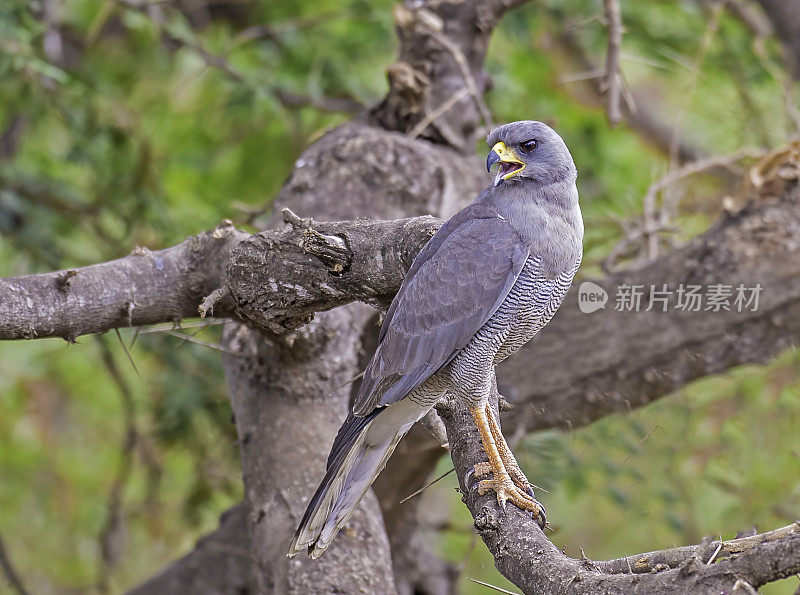 东方(苍白)鸣苍鹰或索马里鸣苍鹰(Melierax poliopterus)是东非的一种猛禽。肯尼亚梅鲁国家公园